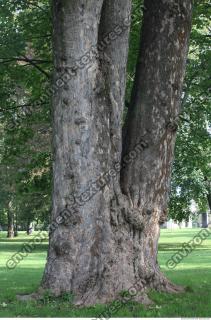 tree bark wood 0002